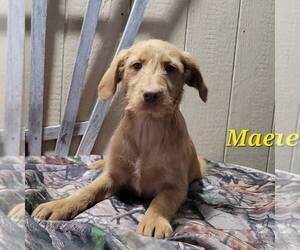 Labradoodle-Poodle (Standard) Mix Puppy for sale in CANAJOHARIE, NY, USA