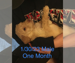 Small Photo #4 Poodle (Standard) Puppy For Sale in ARAB, AL, USA