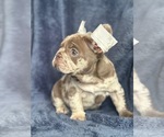 Small #1 French Bulldog