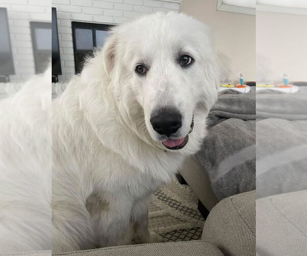 Medium Photo #2 Great Pyrenees Puppy For Sale in Menifee, CA, USA