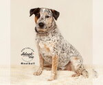 Small #4 Mutt