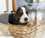 Small #4 Basset Hound