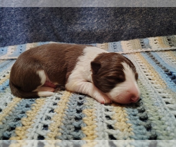 Medium Photo #8 Border Collie Puppy For Sale in NORBORNE, MO, USA