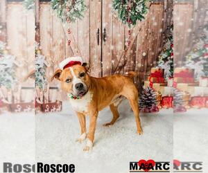 American Staffordshire Terrier-Unknown Mix Dogs for adoption in Maryville, TN, USA