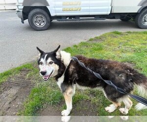 Siberian Husky-Unknown Mix Dogs for adoption in McKinleyville, CA, USA