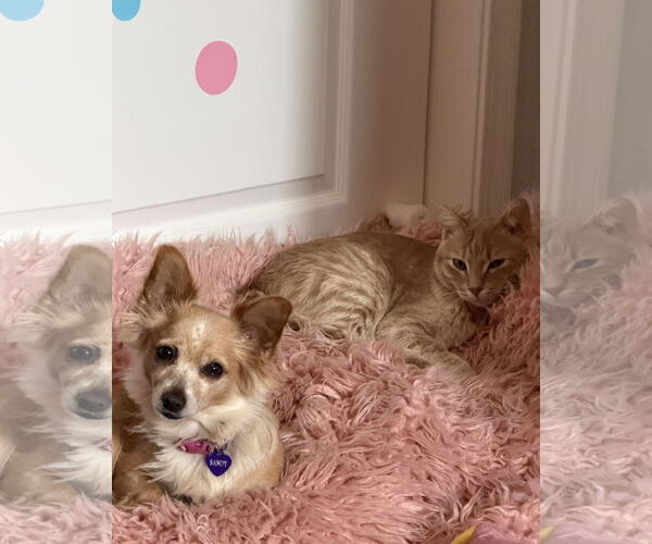 Medium Photo #3 Chiranian Puppy For Sale in San Francisco, CA, USA