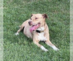 American Staffordshire Terrier-Unknown Mix Dogs for adoption in San Antonio, TX, USA