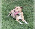 Small American Staffordshire Terrier Mix