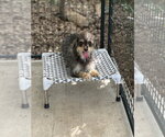Small #3 Mutt