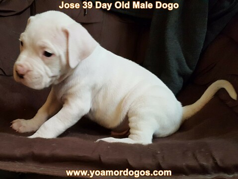 Medium Photo #108 Dogo Argentino Puppy For Sale in JANE, MO, USA