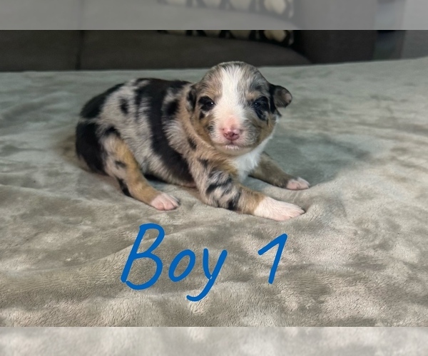 Medium Photo #2 Australian Shepherd Puppy For Sale in SALISBURY, NC, USA