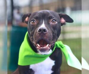 Mutt Dogs for adoption in San Antonio, TX, USA