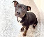 Small #1 American Pit Bull Terrier Mix