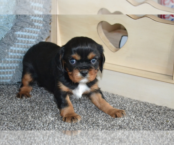 Medium Photo #9 Cavalier King Charles Spaniel Puppy For Sale in GREENWOOD, WI, USA