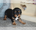 Small #3 Cavalier King Charles Spaniel