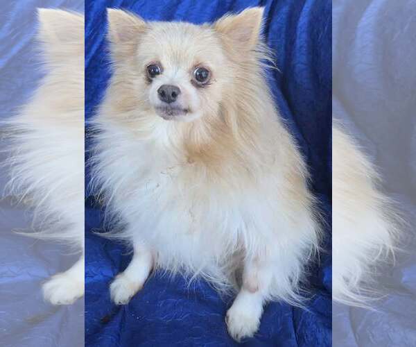 Medium Photo #1 Pomeranian Puppy For Sale in Cuba, NY, USA