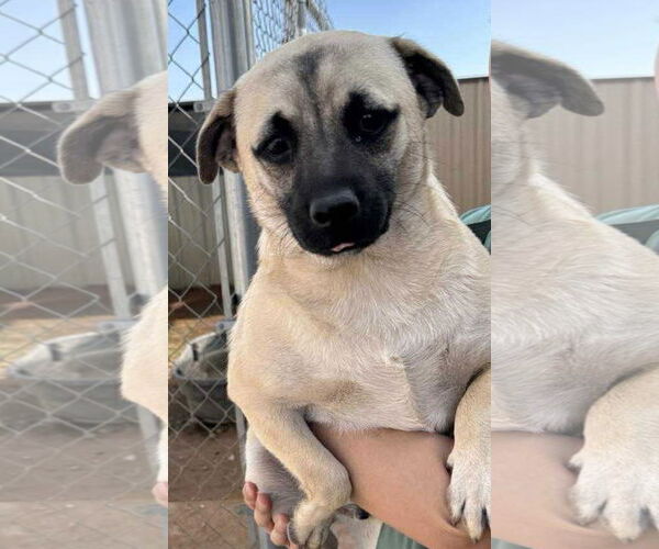 Medium Photo #1 Mutt Puppy For Sale in Cranston, RI, USA