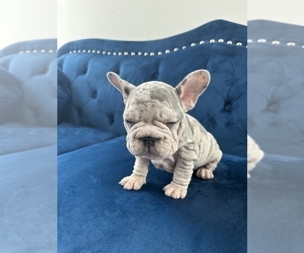 Medium Photo #14 French Bulldog Puppy For Sale in SAN ANTONIO, TX, USA
