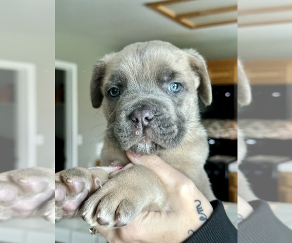 Medium Photo #1 Cane Corso Puppy For Sale in STOCKTON, CA, USA