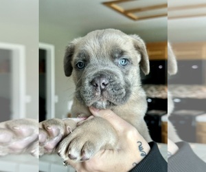 Cane Corso Puppy for sale in STOCKTON, CA, USA
