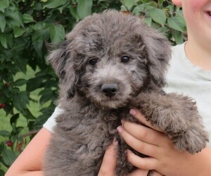 Miniature Bernedoodle Puppy for sale in HANCOCK, MN, USA