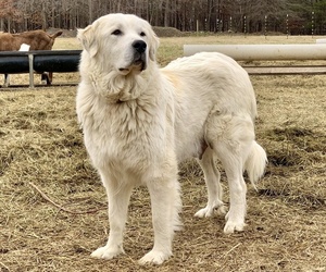 Mother of the Great Pyrenees puppies born on 12/26/2023