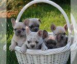 Small #1 French Bulldog