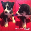 Small Photo #1 Siberian Husky Puppy For Sale in SHELL KNOB, MO, USA