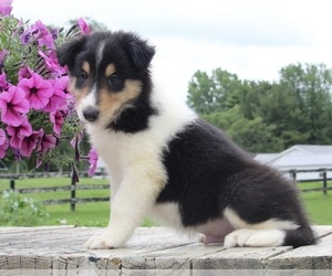 Collie Puppy for sale in FREDERICKSBURG, OH, USA