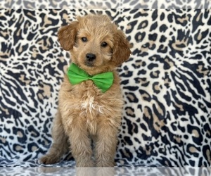 Goldendoodle (Miniature) Puppy for sale in LANCASTER, PA, USA