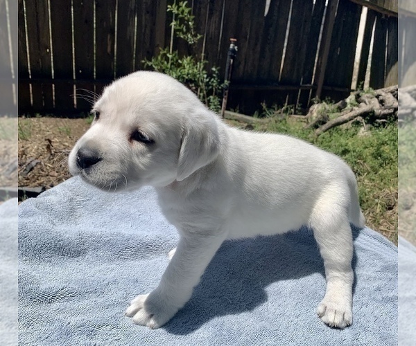 Medium Photo #2 Labrador Retriever Puppy For Sale in LIVE OAK, CA, USA