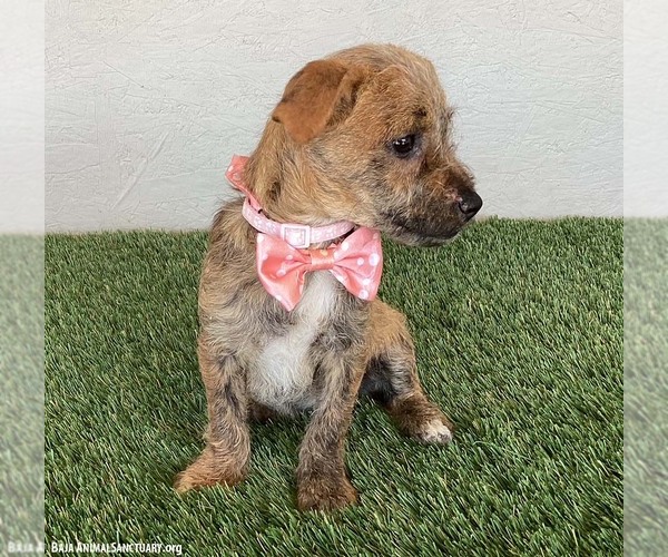 Medium Photo #4 Dachshund-Miniature Schnauzer Mix Puppy For Sale in San Diego, CA, USA