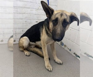 German Shepherd Dog Dogs for adoption in San Bernardino, CA, USA
