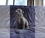Small Photo #29 American Pit Bull Terrier Puppy For Sale in ORANGE, NJ, USA
