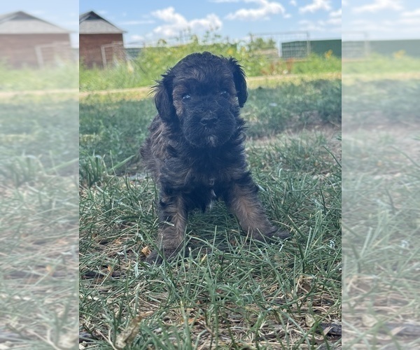 Medium Photo #8 Poodle (Miniature)-Poodle (Standard) Mix Puppy For Sale in LONGMONT, CO, USA