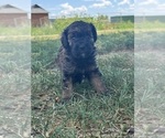 Small #7 Poodle (Miniature)-Poodle (Standard) Mix