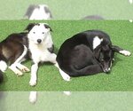 Small Photo #35 Border Collie-Unknown Mix Puppy For Sale in Highland, IL, USA