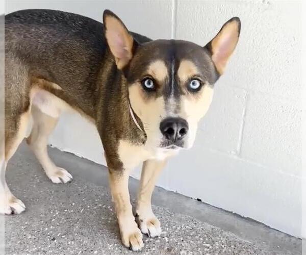 Medium Photo #2 Gerberian Shepsky Puppy For Sale in Houston, TX, USA