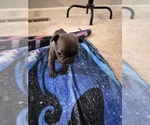 Frenchie - Male French Bulldog Puppy for Sale - Photo #5
