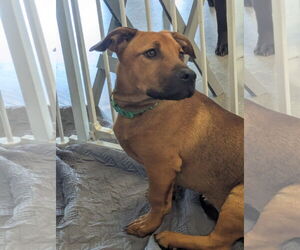 Labrador Retriever-Pembroke Welsh Corgi Mix Dogs for adoption in Milner, GA, USA