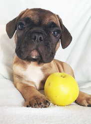 French Bulldog Puppy for sale in ADRIAN, MI, USA