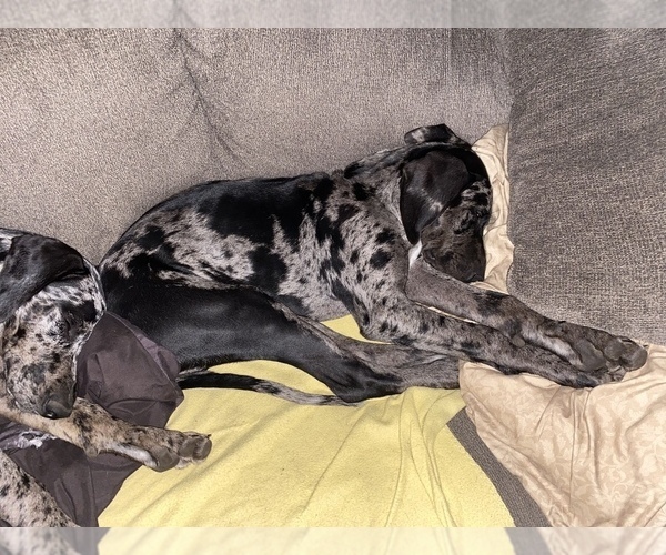 Medium Photo #12 Catahoula Leopard Dog Puppy For Sale in ELK RIVER, MN, USA