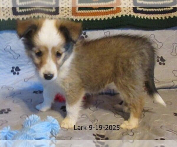 Medium Photo #1 Shetland Sheepdog Puppy For Sale in SOLON, ME, USA