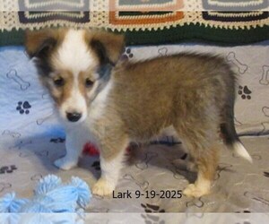 Shetland Sheepdog Puppy for sale in SOLON, ME, USA