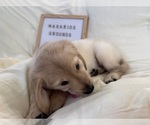 Small Photo #19 Golden Retriever Puppy For Sale in CONWAY, SC, USA