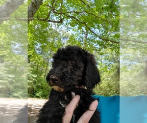 Poodle (Standard) Puppy for sale in DEFUNIAK SPGS, FL, USA