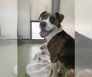 American Pit Bull Terrier-Unknown Mix Dogs for adoption in Riverside, CA, USA