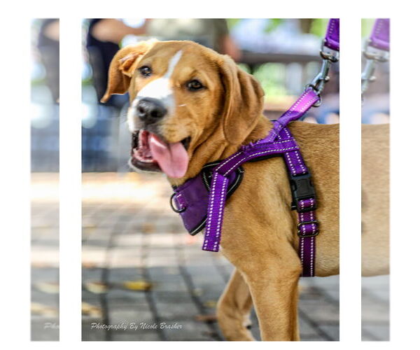 Medium Photo #3 Mutt Puppy For Sale in Mooresville, NC, USA