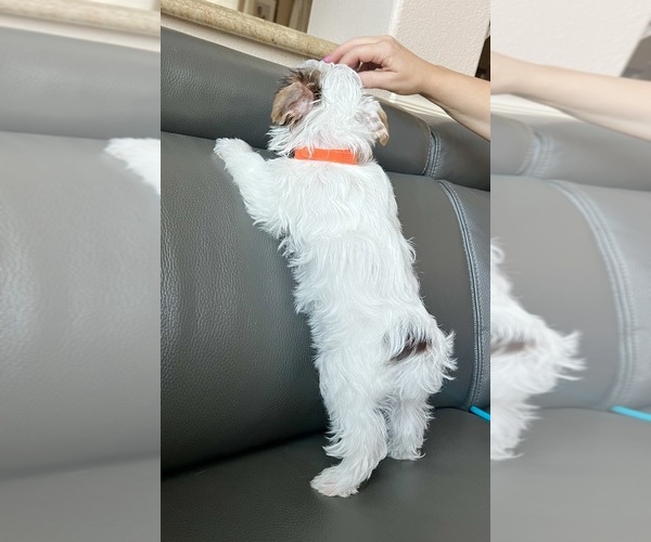 Medium Photo #17 Yorkshire Terrier Puppy For Sale in ROCKLIN, CA, USA