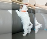 Small #16 Yorkshire Terrier